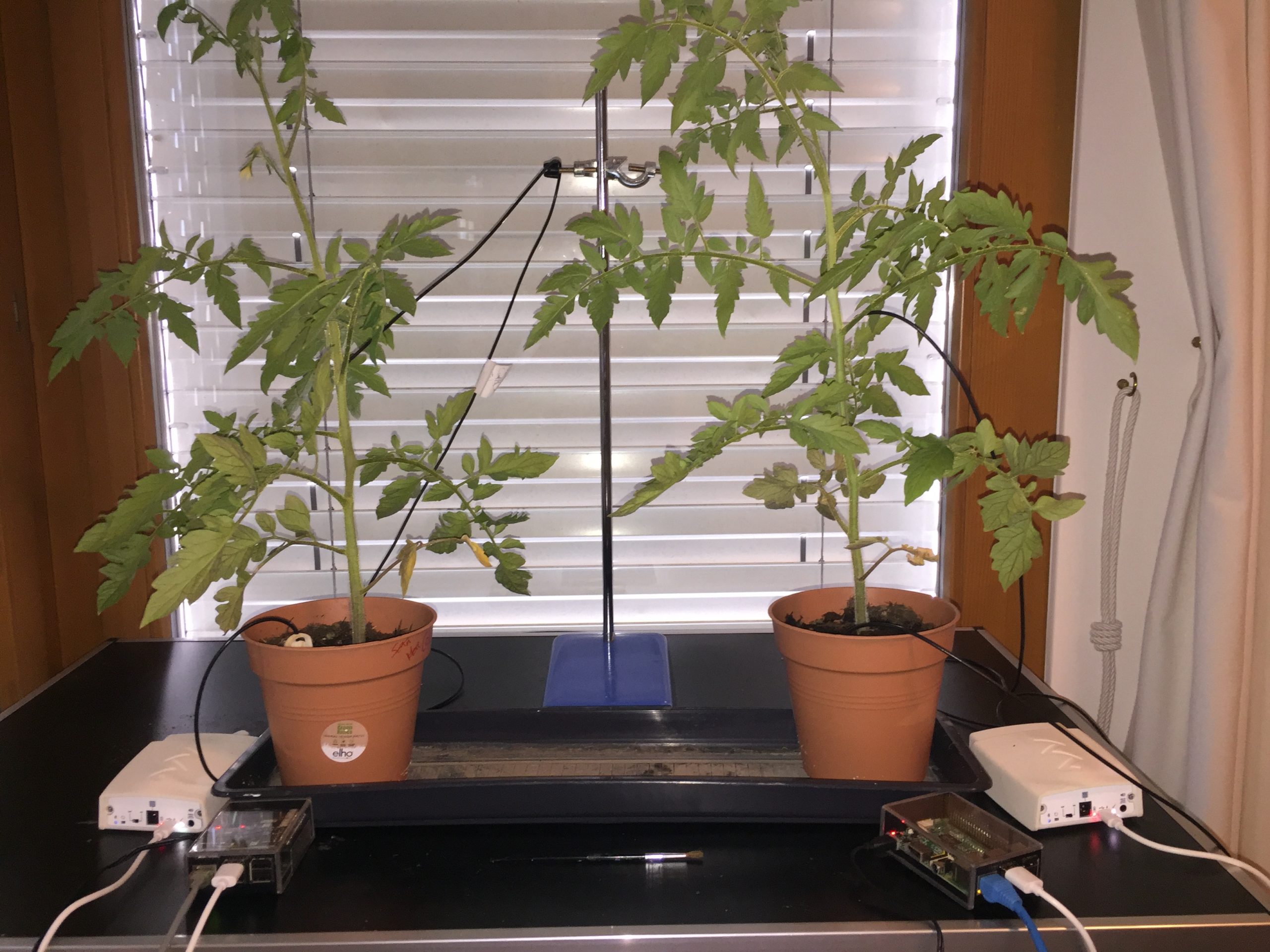 Observing tomatoes' response to stimulating trichomes